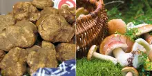 Tartufi e funghi protagonisti, le fiere 2025: dove e quando