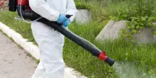Dengue, un caso a Budrio: quali sono i sintomi del paziente infetto