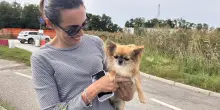 I ladri rubano anche il chihuahua: ritrovato in poche ore grazie all’appello social
