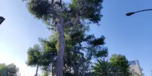 "Piazza Mentana, salviamo quegli alberi"