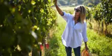 L’aperitivo dell’estate pesarese: ecco il Brut spumante Barbarossa