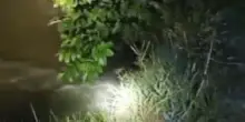 Poviglio, cede arginello a causa delle tane di nutrie
