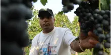 Il tempo della raccolta: “Ottima vendemmia. Un disastro per l’olio”