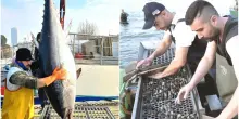 Fermo pesca, stop al pesce fresco su tutto l’Adriatico: fino a quando