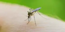 West Nile e donazione sangue: l'Emilia-Romagna rafforza i controlli contro virus trasmessi da zanzare