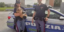 Ripartono verso Milano e si dimenticano il cane in Autogrill: salvato dalla polizia in A14