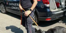 I carabinieri in campo . Controlli potenziati: "Più di 150 pattuglie per un weekend sicuro"