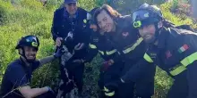 Due cani salvati dai vigili del fuoco. Uno caduto nel pozzetto, l’altro si era perso