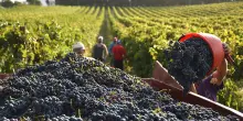 Vini, vendemmia 2025 in anticipo. Da Emilia Romagna e Marche segnali incoraggianti