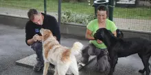 Canile e gattile comunali: eredità da 100mila euro