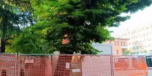 Focolaio tarlo asiatico a Macerata: ecco come contenere l’infestazione