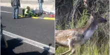 In moto contro un daino in autostrada A13: gravissimo