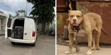 Pitbull in fuga per chilometri, poi morde una donna e azzanna il suo cagnolino