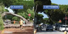 La ripresa dopo la strage di pini a Milano Marittima, ora c’è un nuovo rebus: i rimborsi
