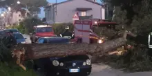 Albero si spezza e schiaccia un’auto in sosta