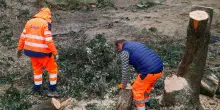 Alberi, l’appello delle associazioni:: "Non sono un vezzo ma una necessità"