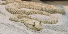 Morso da una vipera esotica che teneva in casa, poi viene multato