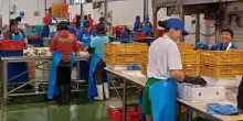 Vongole ko, 50 donne tornano a lavorare grazie al granchio blu