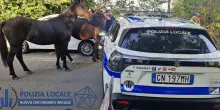 Cavalli in fuga alla gara podistica, i vigili sventano il pericolo