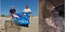 Evento straordinario a Riccione: tartaruga depone le uova sulla spiaggia / Video