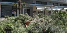 La battaglia a Lido di Savio. Tagliati i dieci pini. La parola fine dal Tar