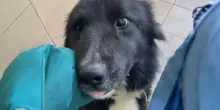 Animalisti in rivolta . Amputa la coda al cane, proprietario denunciato