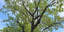 "Giardini Ducali, la Quercia entri nella lista degli alberi monumentali"