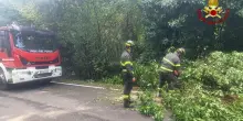 Temporale e vento forte. Danni ai tetti, alberi caduti