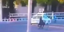 Grave incidente all’Ippodromo. Spettatore colpito alla testa dal braccio dell’autostart
