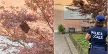 Grosso alveare di api in centro a Ferrara: raccolte dall’esperto / Video