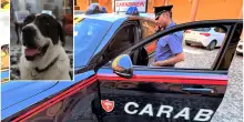 Padre aggredisce il figlio e dà fuoco alla casa: il cane salva la vita al padroncino minorenne