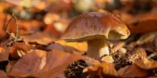 Raccolta funghi in Emilia-Romagna: tutto su regole, permessi, giorni e orari