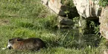 Distrutte le gabbie anti nutrie: blitz degli animalisti tra Copparo e Codigoro