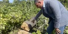 Tarlo asiatico, iniziato l’abbattimento. Altri alberi a rischio