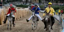 Bravi come i somari. La sfida al divertente Palio