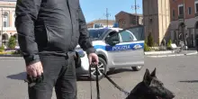 Sicurezza Cani anti-droga in azione in centro