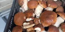 ‘Raccolta funghi con l’esperto’. Nel bosco con Giancarlo Bucherini