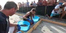 Lieto evento a Punta Marina: sono nate le prime 51 tartarughe Caretta Caretta