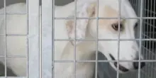 Vendevano cani malati ai clienti. La difesa: “Protocolli rispettati”