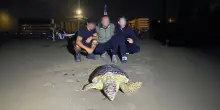 Selfie notturni e corse in acqua “Tartarughe molestate dai turisti”