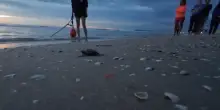 Le baby tartarughe hanno preso il mare