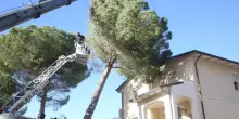 Alle radici del patrimonio verde: "Monitoraggio continuo delle nostre 30mila piante"
