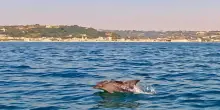 Incontro in mare con delfini tursiopi e stenelle striate