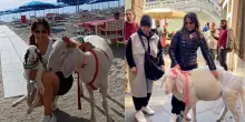 Animali salvati dal macello, la storia di Gabriella Gibin e delle sue pecore