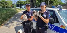 Tre gattini abbandonati e un cane lasciato legato al sole salvati dalla polizia locale