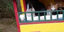 Domani c’è l’open day all’oasi felina del parco della Madonnina