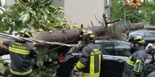 La strage di alberi a causa del vento: "La manutenzione non c’entra"