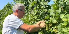 Dazi e vino italiano, i prezzi negli Usa al ristorante e al supermercato: l’analisi del produttore romagnolo Randi