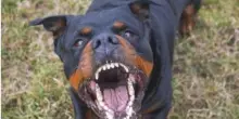 Tre cani di grossa taglia lasciati sempre liberi