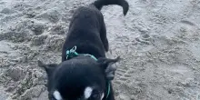 Investe cagnolino e scappa: i testimoni denunciano